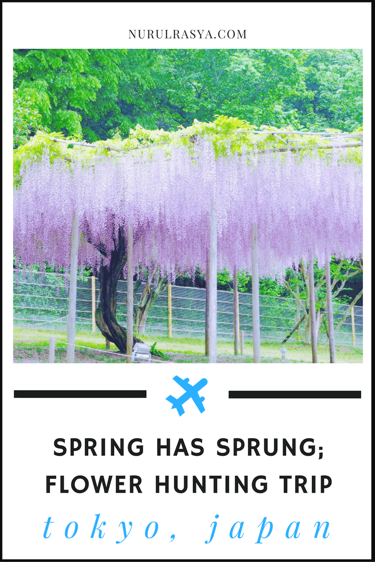 Spring Flower Hunting | Tokyo Trip 5 Best places watch wisteria spring Japan