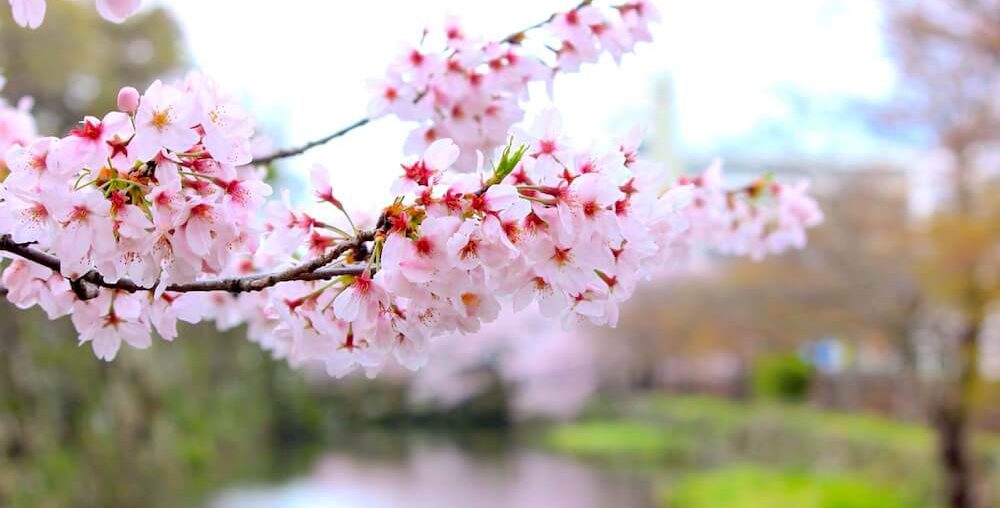 Himeji In Spring 2 himeji spring sakura photos