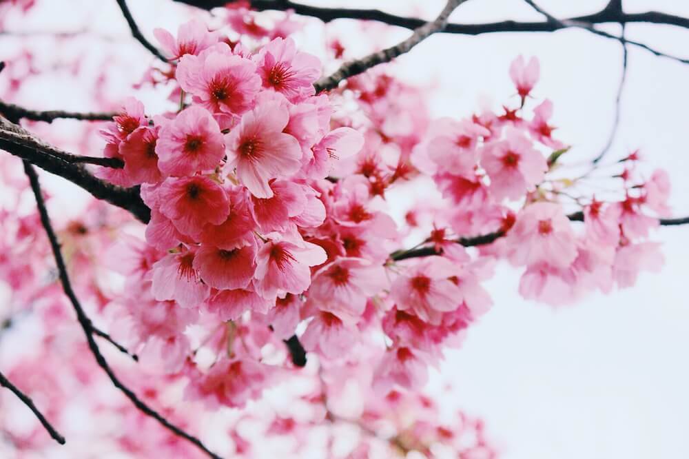 Himeji In Spring 4 himeji spring sakura photos