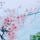 How I Get Into Photography Feat My Best Photos 7 himeji spring sakura photos