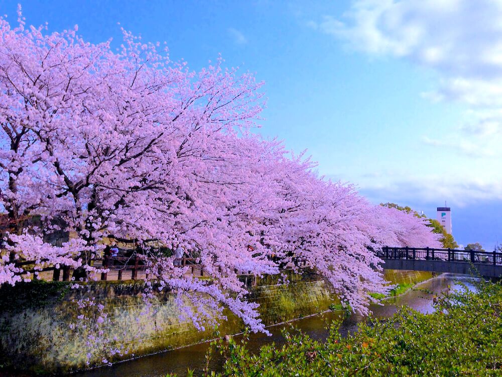 Himeji In Spring 7 himeji spring sakura photos