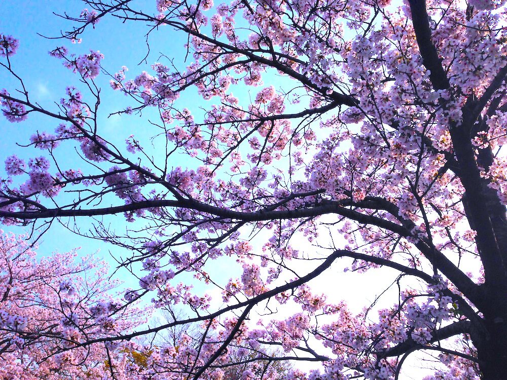 Himeji In Spring 8 himeji spring sakura photos