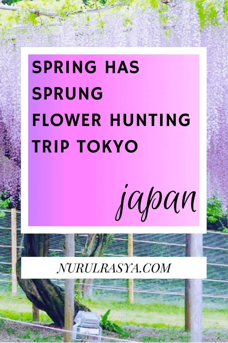 Spring Flower Hunting | Tokyo Trip 2 spring-flower-hunting-trip-tokyo-japan