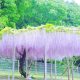 Spring Flower Hunting | Tokyo Trip 6 Best places watch wisteria spring Japan