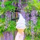 Spring Flower Hunting | Tokyo Trip 7 Best places watch wisteria spring Japan