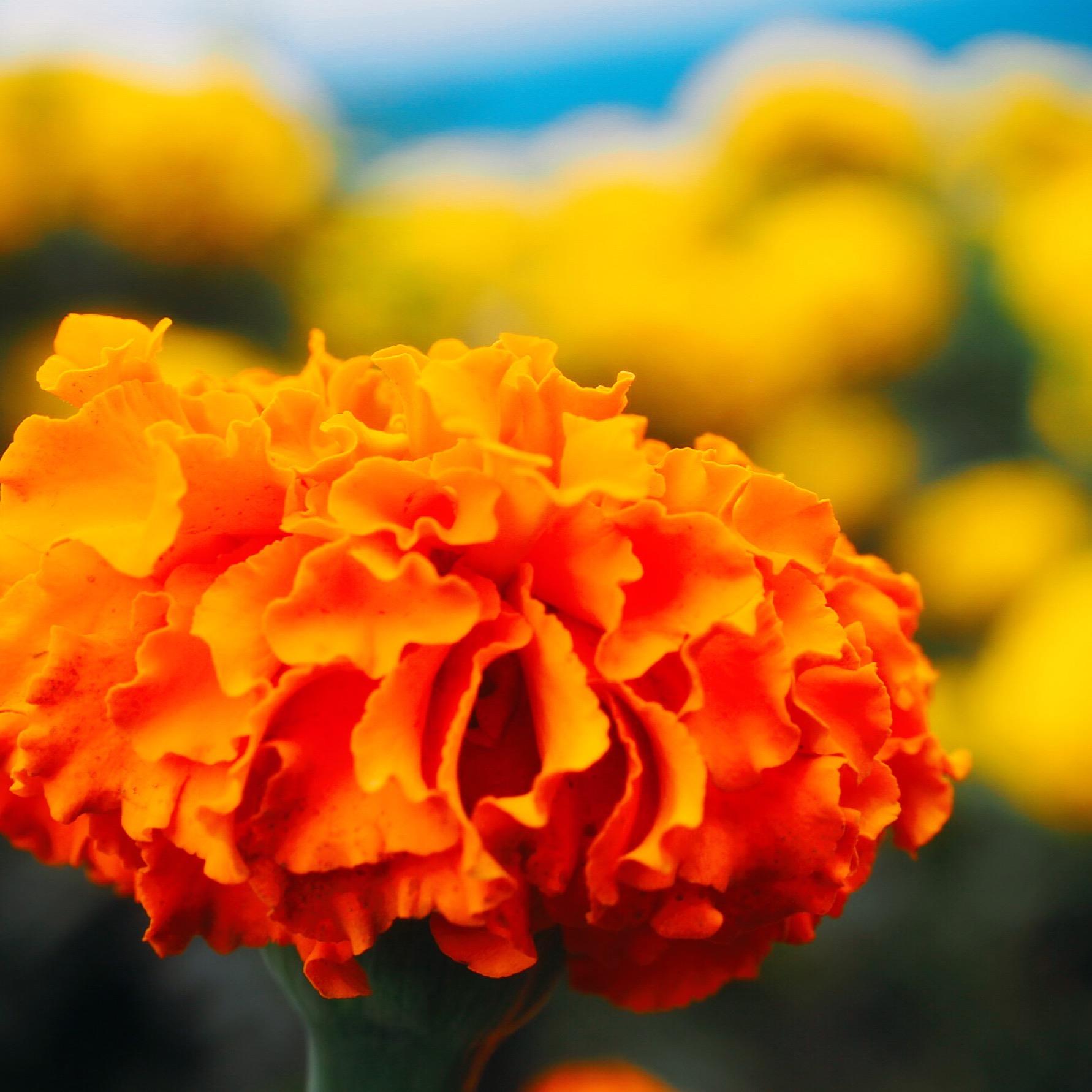 Hokkaido Summer Trip | Flower Hunting Feat Delicious Food & Soft Cream 32 hAFUBAAAAAAAAAAAAAAAAAAAAAAAAAAAAAAAAAAAAAAAAAAAAAAAAAAAAAAAAAAAAAAAAAAAAAAAAAAAAAAAAAAAAAAAAAAAAAAAAAAAAAAAAAAAAAAAAAAAAAAAAAAAAAAAAAAAAAAAAAAAAAAAAAAAAAAAAAAAAAAAAAAAAAAAAAAAAAAAAAAAAAAAAAAAAAAAAAAAAAAAAAAAAAAAAAAAAAAAAAAAAAAAAAAAAAAAAAAAAAAAAAAAAAAAAAAAAAAAAAAAAAAAAAAAAAAAAAAAAAAAAAAAAAAAAAAAAAAAAAAAAAAAAAAAAAAAAAAAAAAAAAAAAAAAAAAAAAAAAAAAAAAAAAAAAAAAAAAAAAAAAAAAAAAAAAAAAAAAAAAAAAAAAAAAAAAAAAAAAAAAAAAAAAAAAAAAAAAAAAAAAAAAAAAAAAAAAAAAAAAAAAAAAAAAAAAAAAAAAAAAAAAAAAAAAAAAAAAAAAAAAAAAAAAAAAAAAAAAAAAAAAAAAAAAAAAAAAACvAReaAAG5zEMsAAAAAElFTkSuQmCC