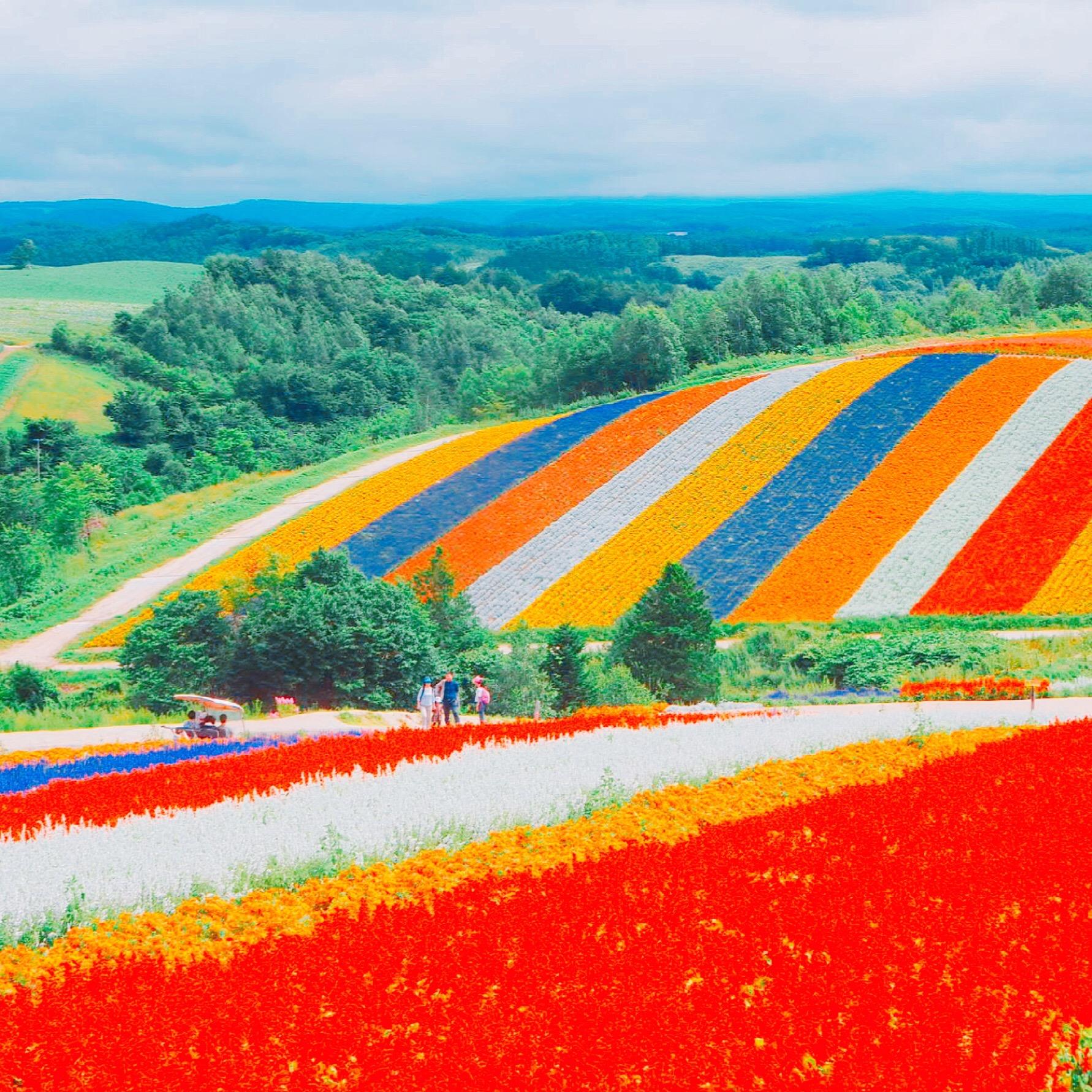 Hokkaido Summer Trip | Flower Hunting Feat Delicious Food & Soft Cream 26 hAFUBAAAAAAAAAAAAAAAAAAAAAAAAAAAAAAAAAAAAAAAAAAAAAAAAAAAAAAAAAAAAAAAAAAAAAAAAAAAAAAAAAAAAAAAAAAAAAAAAAAAAAAAAAAAAAAAAAAAAAAAAAAAAAAAAAAAAAAAAAAAAAAAAAAAAAAAAAAAAAAAAAAAAAAAAAAAAAAAAAAAAAAAAAAAAAAAAAAAAAAAAAAAAAAAAAAAAAAAAAAAAAAAAAAAAAAAAAAAAAAAAAAAAAAAAAAAAAAAAAAAAAAAAAAAAAAAAAAAAAAAAAAAAAAAAAAAAAAAAAAAAAAAAAAAAAAAAAAAAAAAAAAAAAAAAAAAAAAAAAAAAAAAAAAAAAAAAAAAAAAAAAAAAAAAAAAAAAAAAAAAAAAAAAAAAAAAAAAAAAAAAAAAAAAAAAAAAAAAAAAAAAAAAAAAAAAAAAAAAAAAAAAAAAAAAAAAAAAAAAAAAAAAAAAAAAAAAAAAAAAAAAAAAAAAAAAAAAAAAAAAAAAAAAAAAAAAAAACvAReaAAG5zEMsAAAAAElFTkSuQmCC