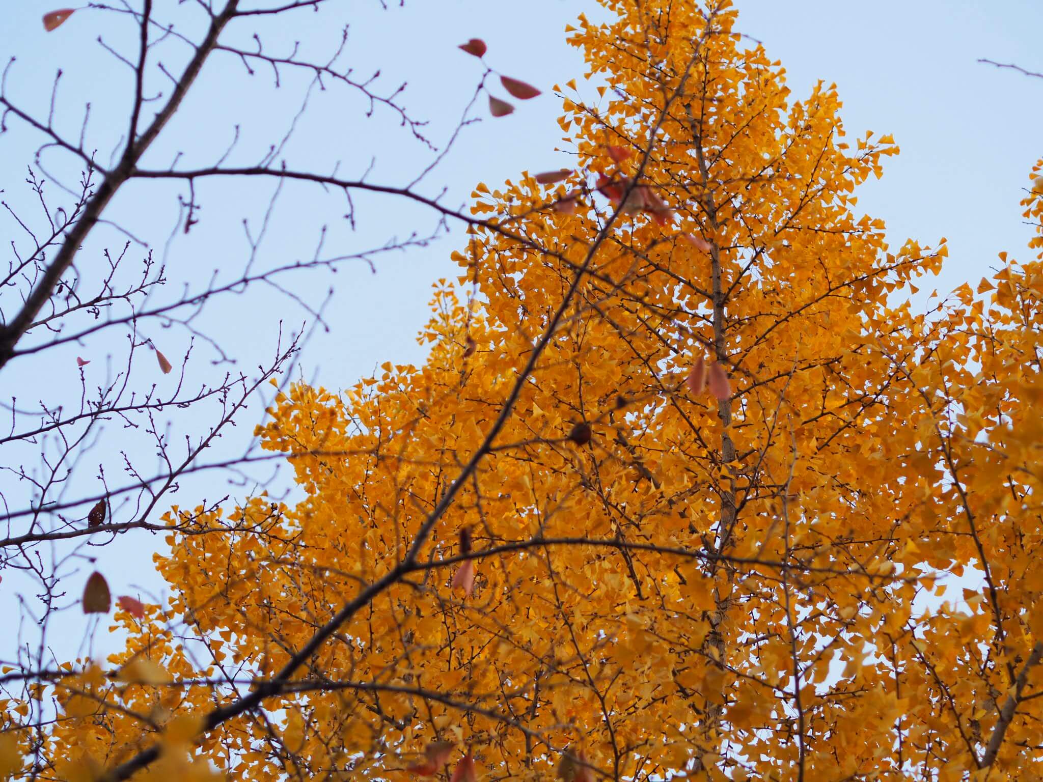 Life In Japan | Himeji In Autumn Feat Himeji Castle Illumination 9 autumn