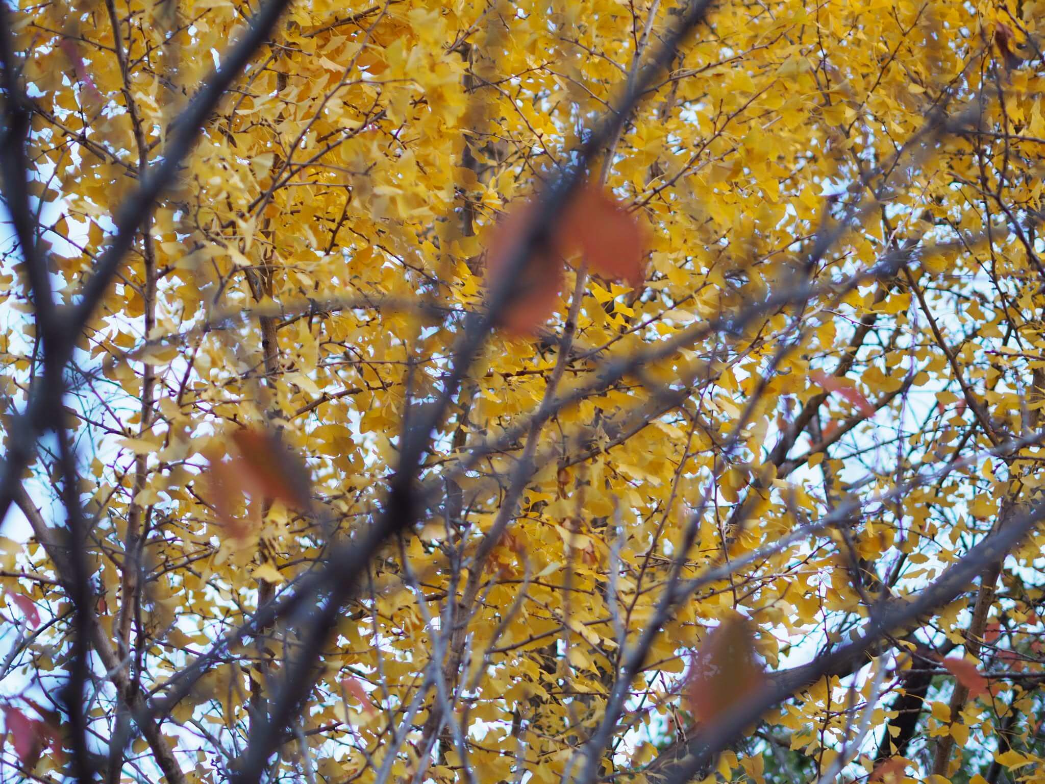 Life In Japan | Himeji In Autumn Feat Himeji Castle Illumination 7 autumn