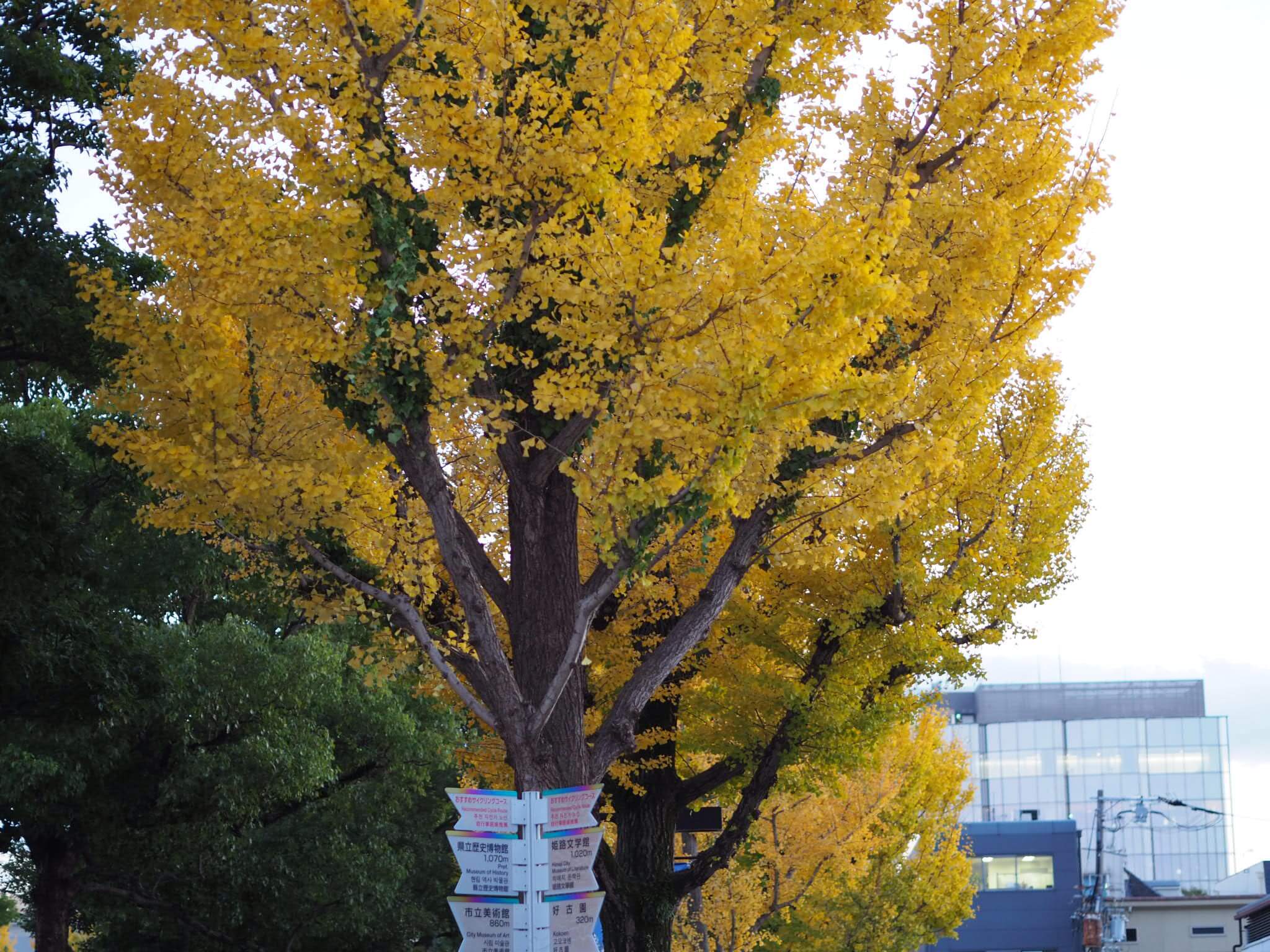 Life In Japan | Himeji In Autumn Feat Himeji Castle Illumination 8 autumn