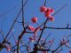 2018 January, February & March In Retrospect 6 plum blossoms