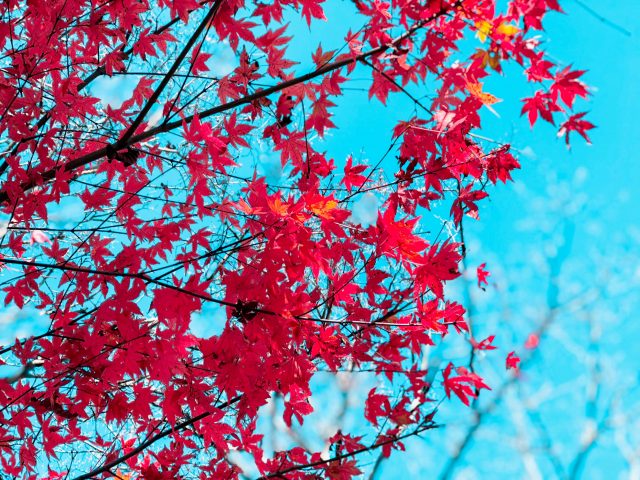 What Happened In October And November Feat Autumn Photos 4 autumn photos