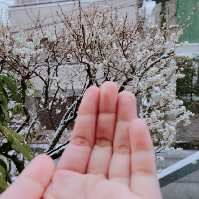 Influenza, Snow In Tokyo And A Cup Of Hot Chocolate 4 Hand And Snow