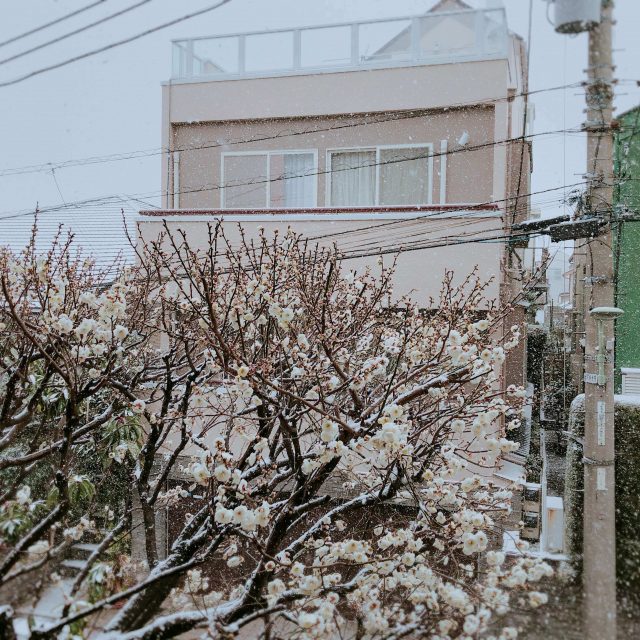 Influenza, Snow In Tokyo And A Cup Of Hot Chocolate 3 Plum blossom and snow