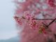 Early Flower Hunting | Kawazu Sakura Festival And Atami Plum Garden 19 Beautiful pink sakura