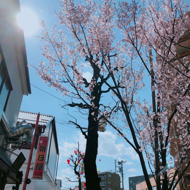 My Weekend & More Cherry Blossoms To Bless Your Eyes 6 Cherry Blossoms Tree