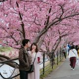 March and April in Retrospect Feat Cherry Blossoms Galore 8 cherry blossoms galore; Couple celebrating sakura festival