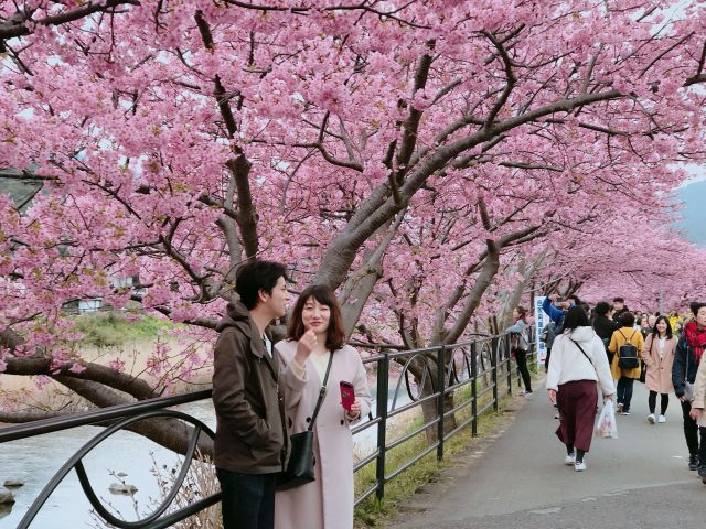 Early Flower Hunting | Kawazu Sakura Festival And Atami Plum Garden 7 cherry blossoms galore; Couple celebrating sakura festival