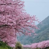 March and April in Retrospect Feat Cherry Blossoms Galore 7 cherry blossoms galore; Kawazu Sakura Izu Shizuoka