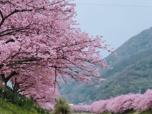 Early Flower Hunting | Kawazu Sakura Festival And Atami Plum Garden 9 cherry blossoms galore; Kawazu Sakura Izu Shizuoka