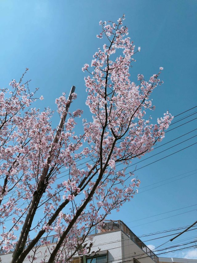 My Weekend & More Cherry Blossoms To Bless Your Eyes 4 More Cherry Blossoms