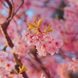 March and April in Retrospect Feat Cherry Blossoms Galore 10 cherry blossoms galore; My best shot of sakura