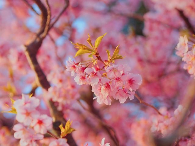 Early Flower Hunting | Kawazu Sakura Festival And Atami Plum Garden 20 cherry blossoms galore; My best shot of sakura