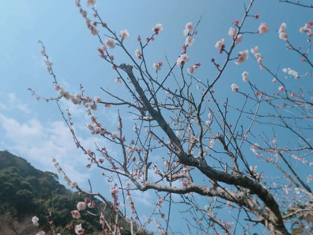 Early Flower Hunting | Kawazu Sakura Festival And Atami Plum Garden 4 Plum blossoms with blue sky