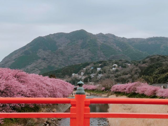 Early Flower Hunting | Kawazu Sakura Festival And Atami Plum Garden 10 Rows of Sakura Trees