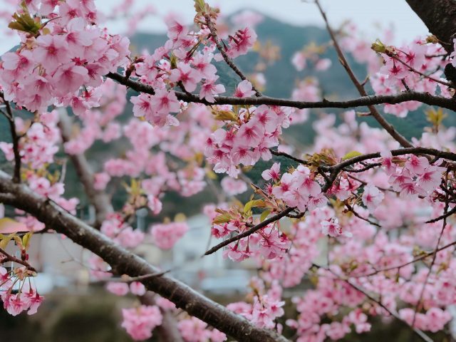 Early Flower Hunting | Kawazu Sakura Festival And Atami Plum Garden 18 Sakura bokeh