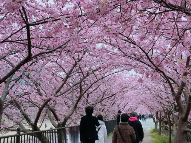 Early Flower Hunting | Kawazu Sakura Festival And Atami Plum Garden 8 Sakura tunnel
