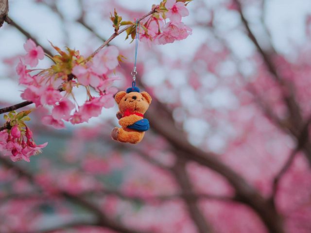 Early Flower Hunting | Kawazu Sakura Festival And Atami Plum Garden 17 Teddy Bear With Sakura As Background