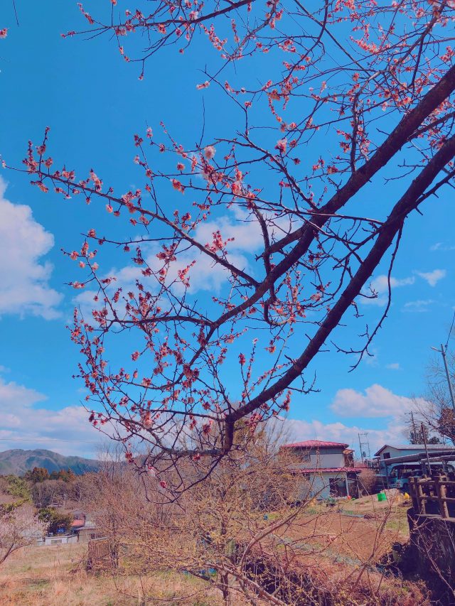 Mt. Fuji | A Must Visit If You Come To Japan 9