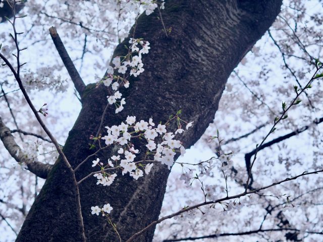 March and April in Retrospect Feat Cherry Blossoms Galore 16 cherry blossoms galore