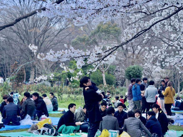 March and April in Retrospect Feat Cherry Blossoms Galore 18 cherry blossoms galore; Yoyogi Park