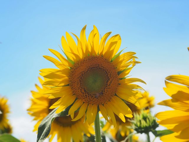 A Must-Visit Sunflower Farm Near Tokyo 10 Must-Visit Sunflower Farm near Tokyo, Another sunflower closeup