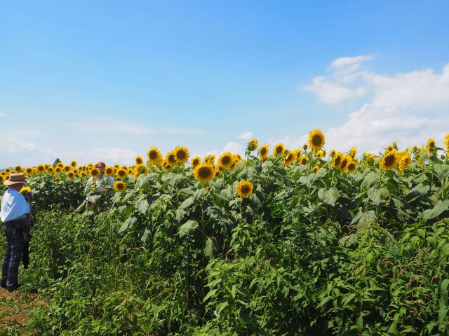 A Must-Visit Sunflower Farm Near Tokyo 13 Sunflower-2