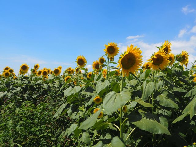 A Must-Visit Sunflower Farm Near Tokyo 11 Sunflower-3