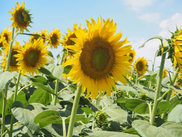 A Must-Visit Sunflower Farm Near Tokyo 14 Sunflower-4