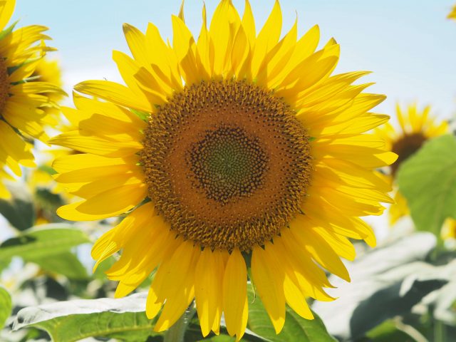 A Must-Visit Sunflower Farm Near Tokyo 12 Must-Visit Sunflower Farm near Tokyo, Sunflower-closeup