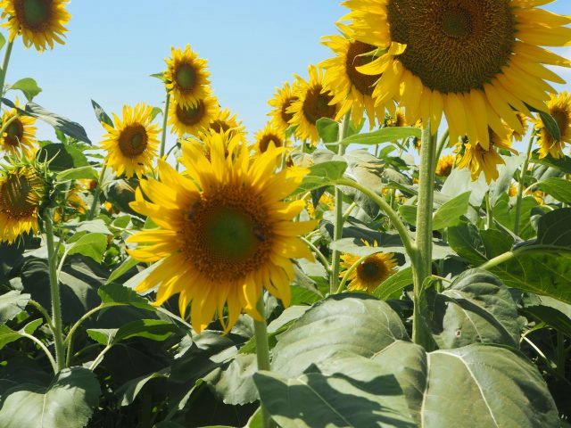 A Must-Visit Sunflower Farm Near Tokyo 9 Must-Visit Sunflower Farm near Tokyo, Sunflower