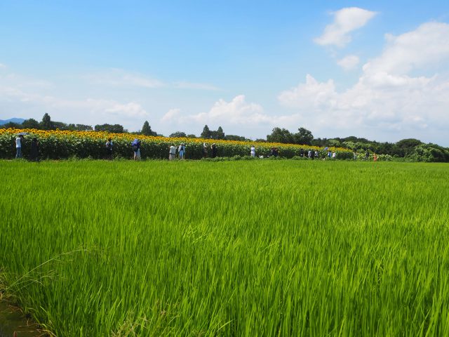 A Must-Visit Sunflower Farm Near Tokyo 8 Must-Visit Sunflower Farm near Tokyo, Sunflower farm view