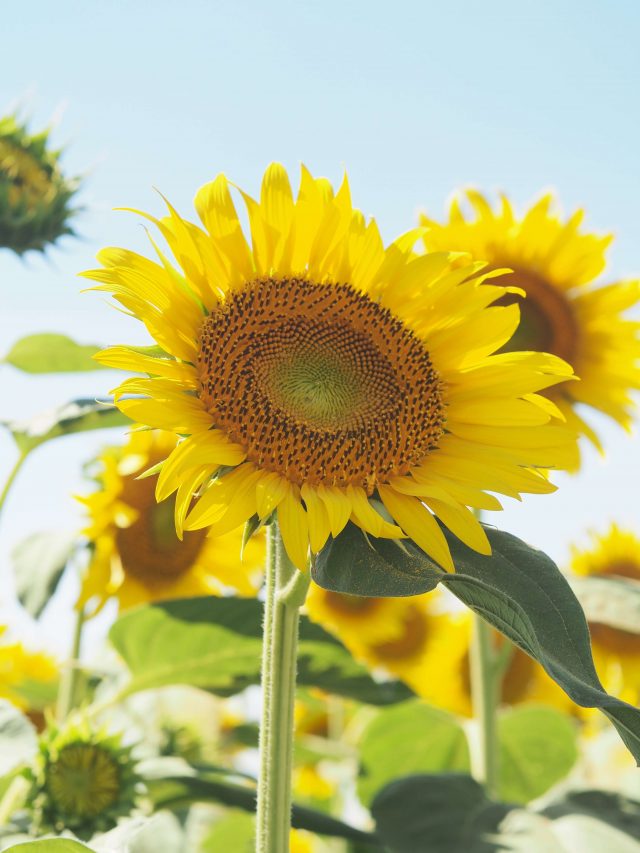 A Must-Visit Sunflower Farm Near Tokyo 5 Must-Visit Sunflower Farm near Tokyo; Tall sunflower