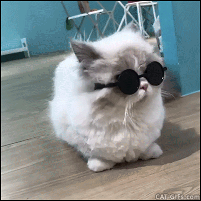 Behind The Blogger | Blog Tag 14 behind the blogger; Cool cat