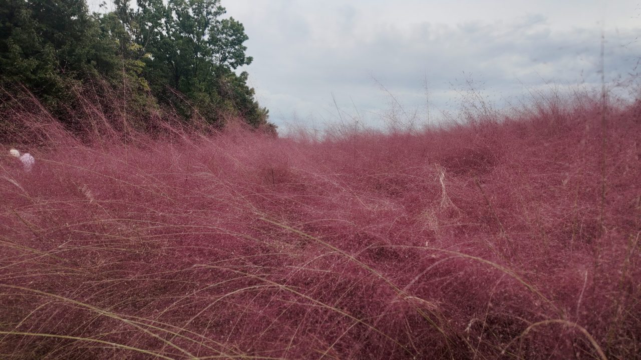 Back in Japan for My PhD: 2024 Recap of New Challenge 24 kokia at banpaku kinen park in autumn