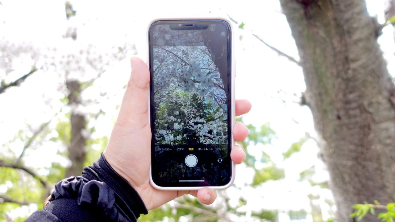 Back in Japan for My PhD: 2024 Recap of New Challenge 15 sakura feat sakura